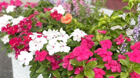 花プランターレンタル