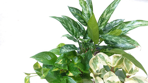 観葉植物レンタル